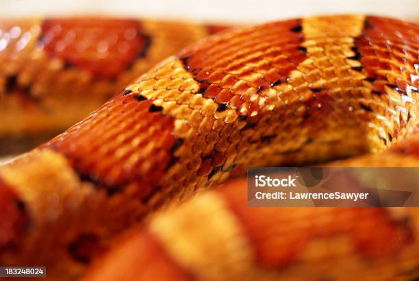 Snake Slither Abstract Stock Photo - Download Image Now - Snakeskin, Close-up, Snake