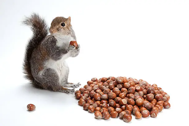 Squirrel collects lots of nuts on white background