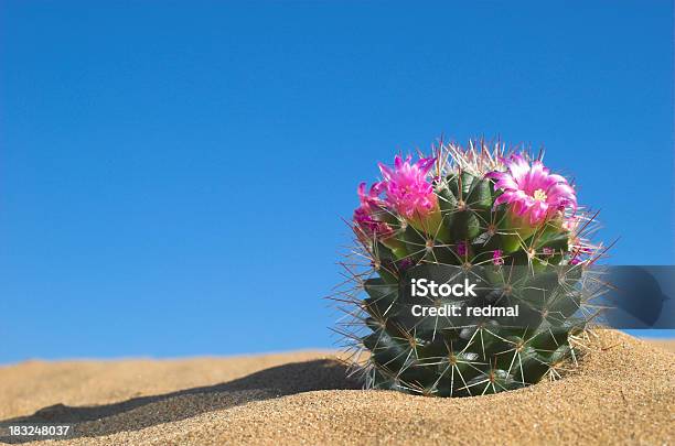 Cactus De Flor Foto de stock y más banco de imágenes de Cactus - Cactus, Flor, Rosa - Color