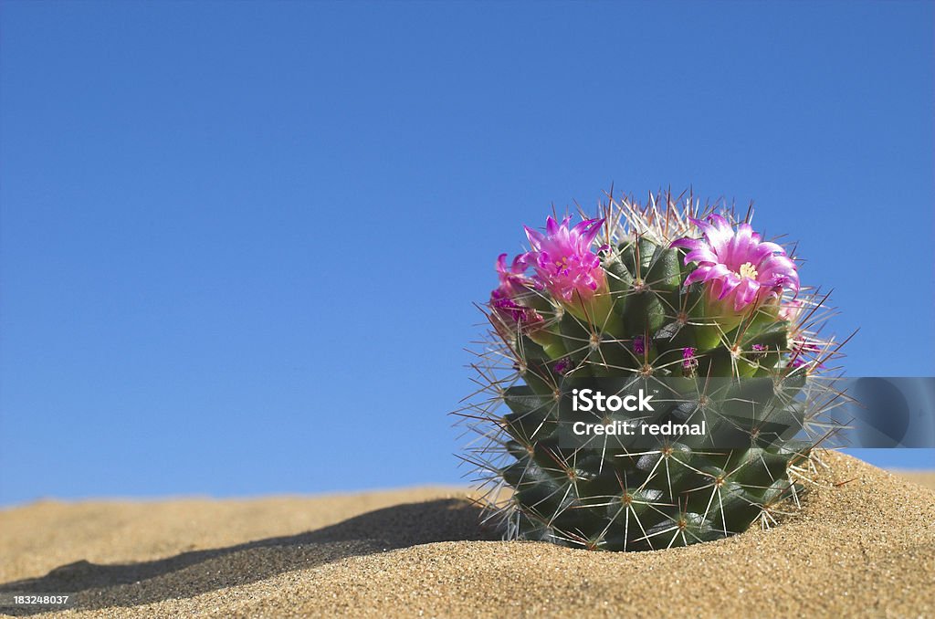 Fiore di Cactus - Foto stock royalty-free di Cactus