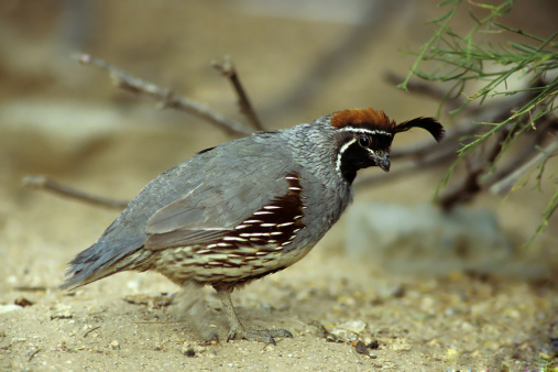 A gambel's quail searching for food in the desert bushes.