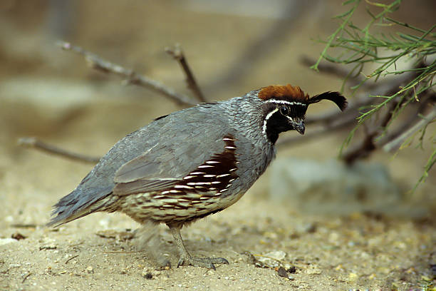 Gambel's Quail looking for Food stock photo