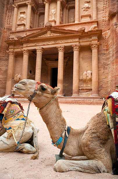 istock Camels at the Treasury in Petra, Jordan 183248075