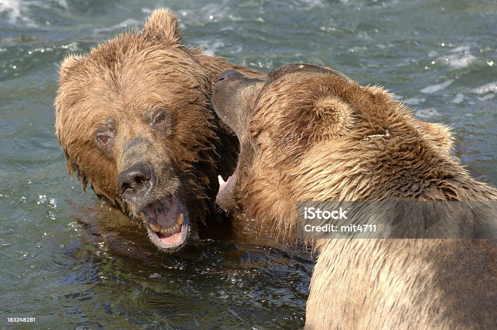 Alasca urso pardo bate salmão - Foto de stock de Brigar royalty-free