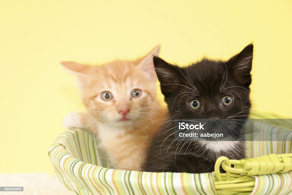 Que os gatinhos - Foto de stock de Amarelo royalty-free