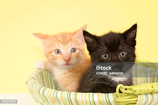 Foto de Que Os Gatinhos e mais fotos de stock de Amarelo - Amarelo, Amor, Animal
