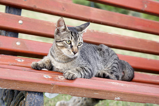istock Tabby cat kitten on wooden bench looking at camera 183248501