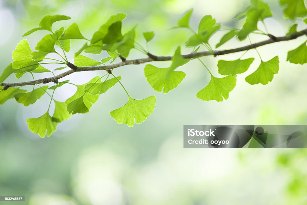 Ginkgo hojas - Foto de stock de Aire libre libre de derechos