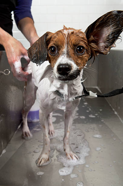 istock Cute Papillon Getting a Bath at Self Service Dog Wash. 183248587