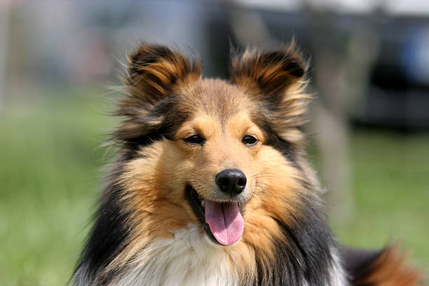 sheltie - shetland islands 뉴스 사진 이미지