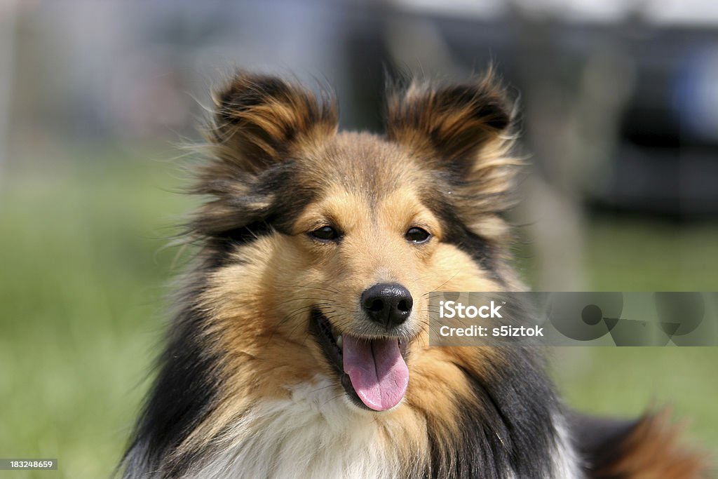 Sheltie Portrait of the breed Shetland Islands Stock Photo