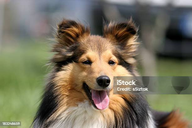 Sheltie Stock Photo - Download Image Now - Shetland Islands, Shetland Sheepdog, Agility