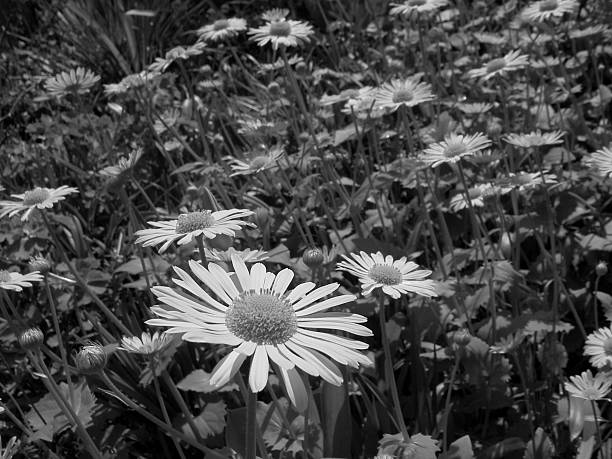 b & con fiore - wild barley foto e immagini stock