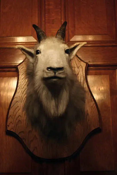 Photo of Goat Head