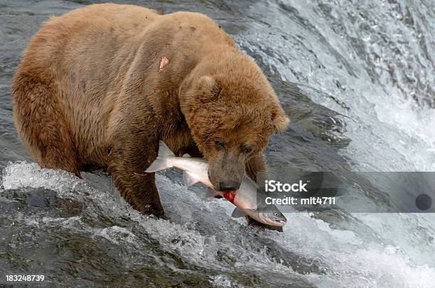 勝者 - クマのストックフォトや画像を多数ご用意 - クマ, 魚, つかまえる