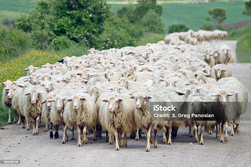 動物の群れの羊 - ヒツジのロイヤリティフリーストックフォト