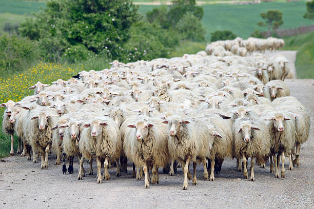 A herd of sheep on a dirt road in Val d' Orcia (near Pienza).