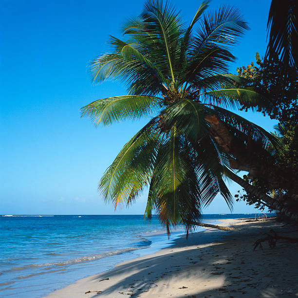 istock Sea landscape: tropical beach and palm, blue and transparent water 183248809