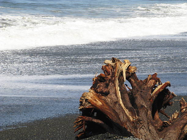 Ocean Wave Tree Trunk Pacific Coast An oversized driftwood tree trunk pushed ashore by  powerful winds during a gale storm and high tide. rialto california stock pictures, royalty-free photos & images