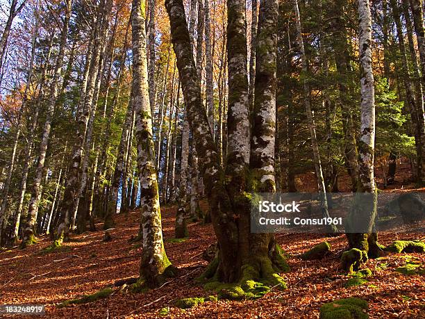 Caída Foto de stock y más banco de imágenes de Aire libre - Aire libre, Arbolado, Arboleda