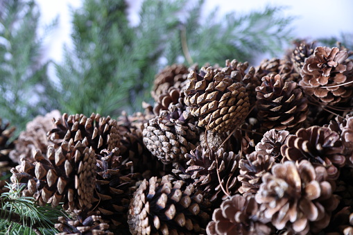 Green pine cones in a Pine Tree