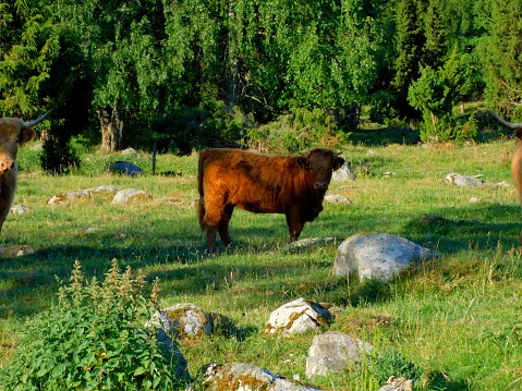 A Highland cattle calf