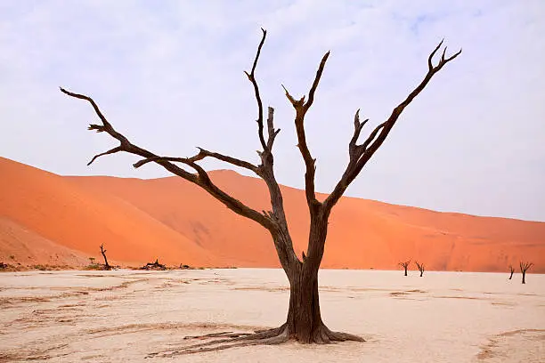 "Bare trees at Dead Vlei, Namibia"