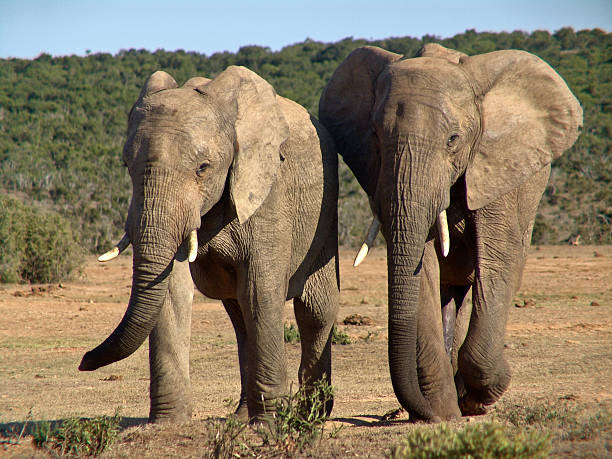 Dwa Byk na słoniach – zdjęcie