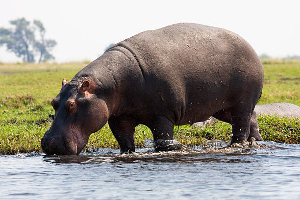 hipopótamo en la orilla del agua, parque nacional de chobe, botswana - hippopotamus fotografías e imágenes de stock