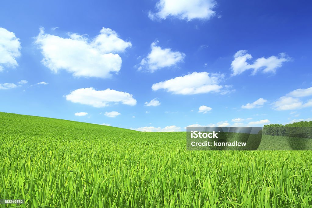 Campo Verde e nuvens brancas no céu azul - Royalty-free Agricultura Foto de stock