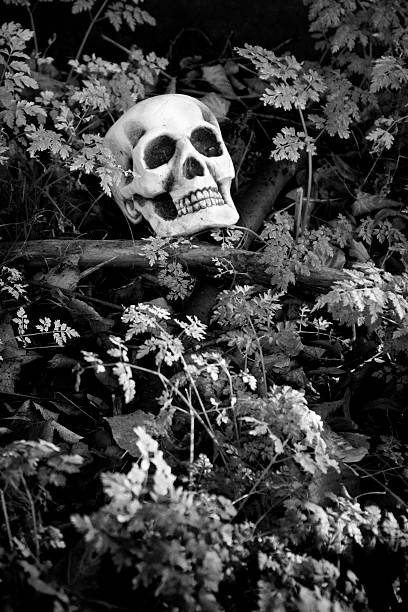 istock Skull and crossed branches in a cemetery 183249560