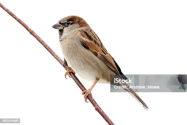 House Sparrow Stockfoto und mehr Bilder von Sperling - Sperling, Spatz, Freisteller – Neutraler Hintergrund