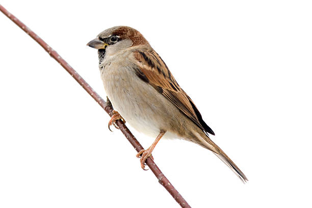 house sparrow (passer domesticus) - sparrows stockfoto's en -beelden