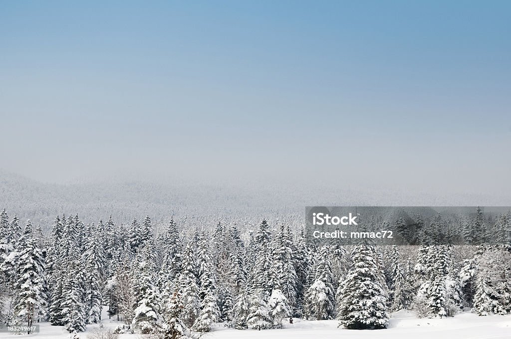 Winterlandschaft mit Schnee UND Bäume - Lizenzfrei Anhöhe Stock-Foto