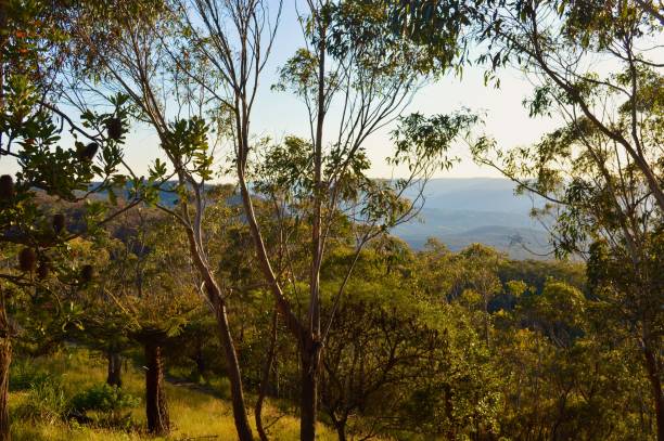 istock Eucalyptus trees in the Blue Mountains 1832496212