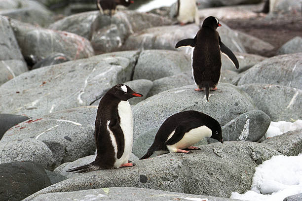 adelie и gatoo пингвинов - gatoo стоковые фото и изображения