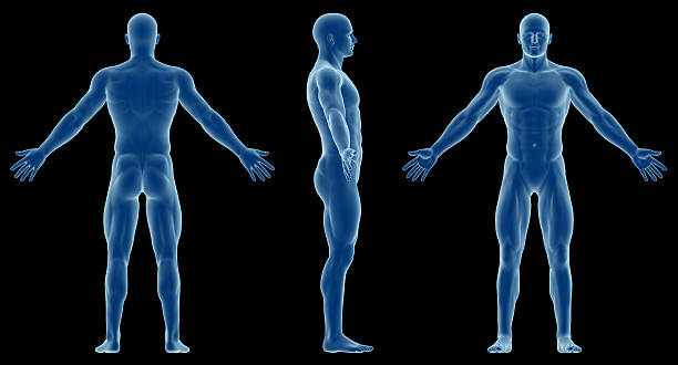 Human body of a slim man, for study "3D model of human body of a slim man for study. Front  view, side view and rear view. Great to be used in medicine works and health. Isolated on a black background." deltoid photos stock pictures, royalty-free photos & images