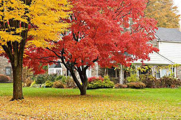istock Upscale house and front lawn in autumn colors. 183249975