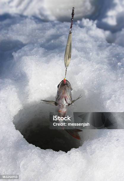 Foto de Te Peguei Inverno e mais fotos de stock de Animal - Animal, Anzol de pesca, Buraco