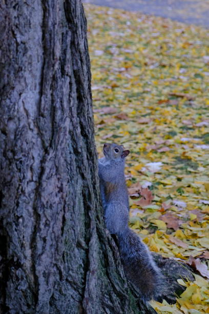 istock Rustling Leaves, Busy Tails: A Fall Park Story 1832501171