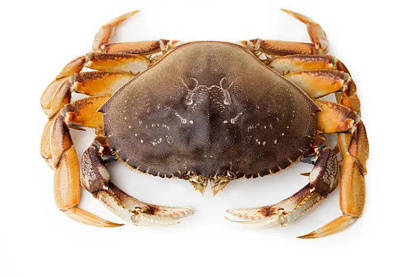Top view of live Dungeness Crab