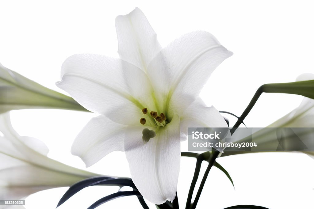 Leuchtendes lily - Lizenzfrei Blume Stock-Foto