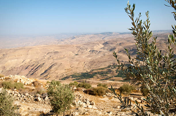 Olive tree and landscape view from Mount Nebo, Jordan Looking northward past an olive tree on Mount Nebo, Jordan mount nebo jordan stock pictures, royalty-free photos & images