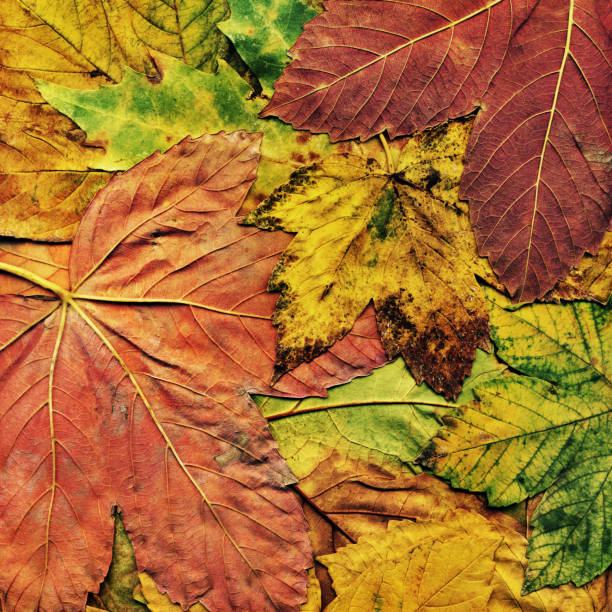 istock High Resolution Autumn Dry Maple Leaves Foliage Background 183250424