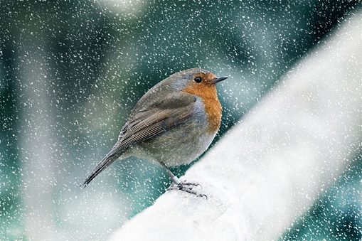 An adorable small bird sitting on top of a white pipe in the snow