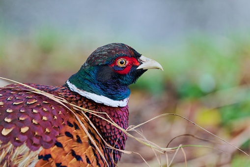 A beautiful Pheasant bird perched on lush green grass, displaying its vibrant and colorful plumage