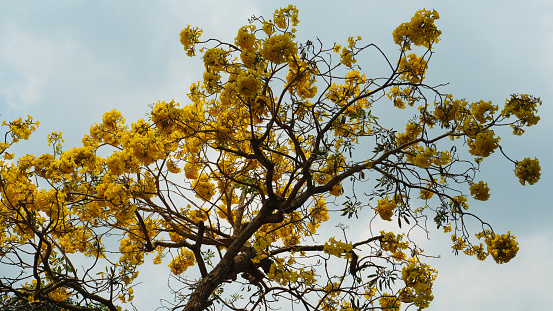 Flowers of the Tabebuia aurea species or Caribbean trumpet tree are blooming on the tree against a blue sky background.