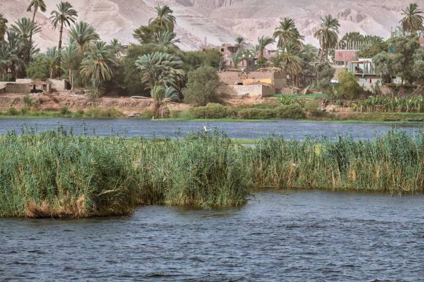 nile river passing through a small town near aswan with its palm trees on the shore. - desert egyptian culture village town imagens e fotografias de stock