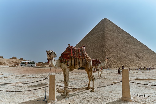 A majestic camel standing on a rocky landscape in front of the iconic Great Pyramid of Giza, Egypt.