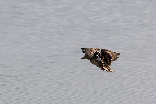 A duck soaring gracefully above a tranquil body of water.